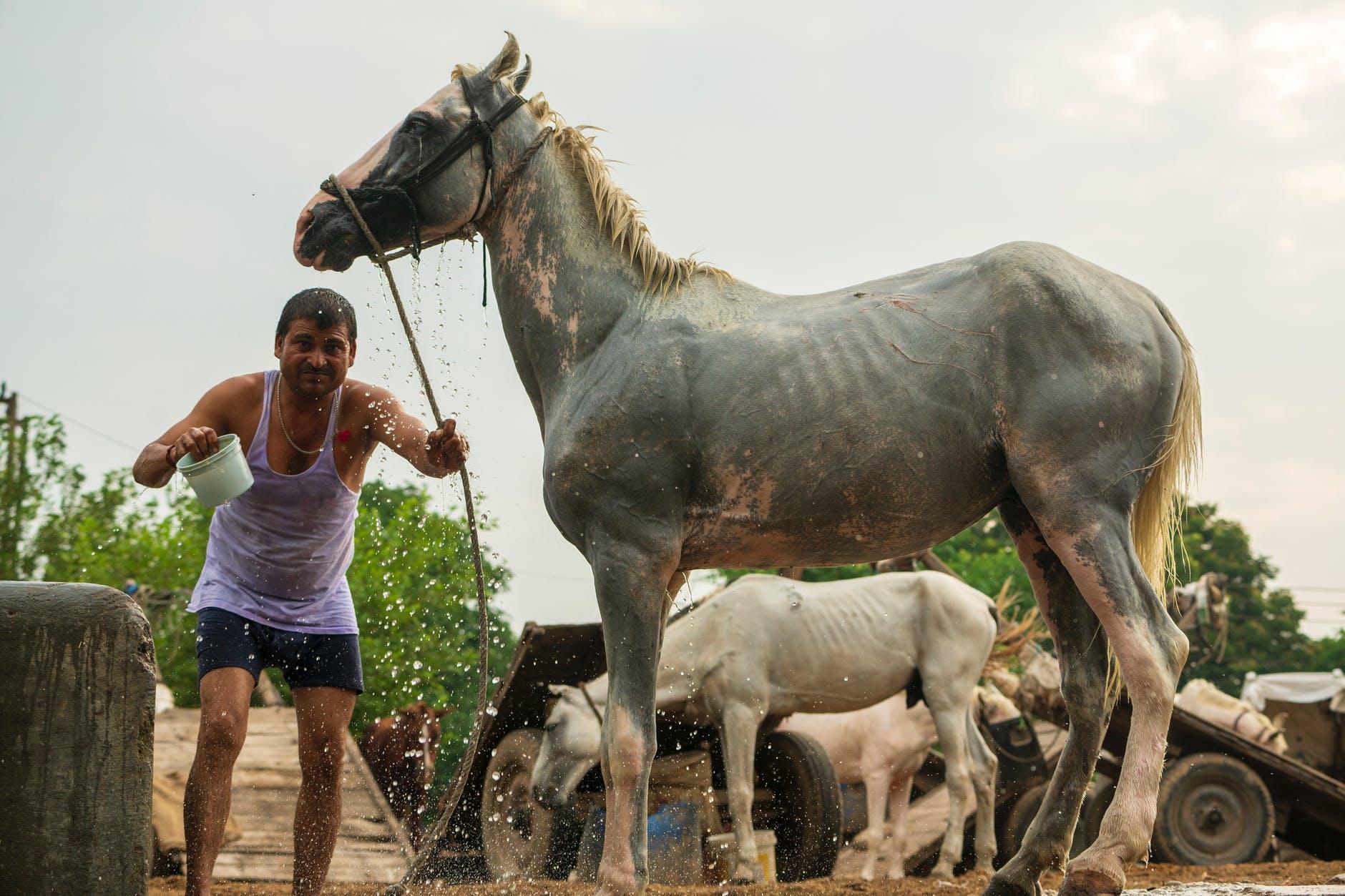 Os animais que eu treino não são obrigados a fazer o que