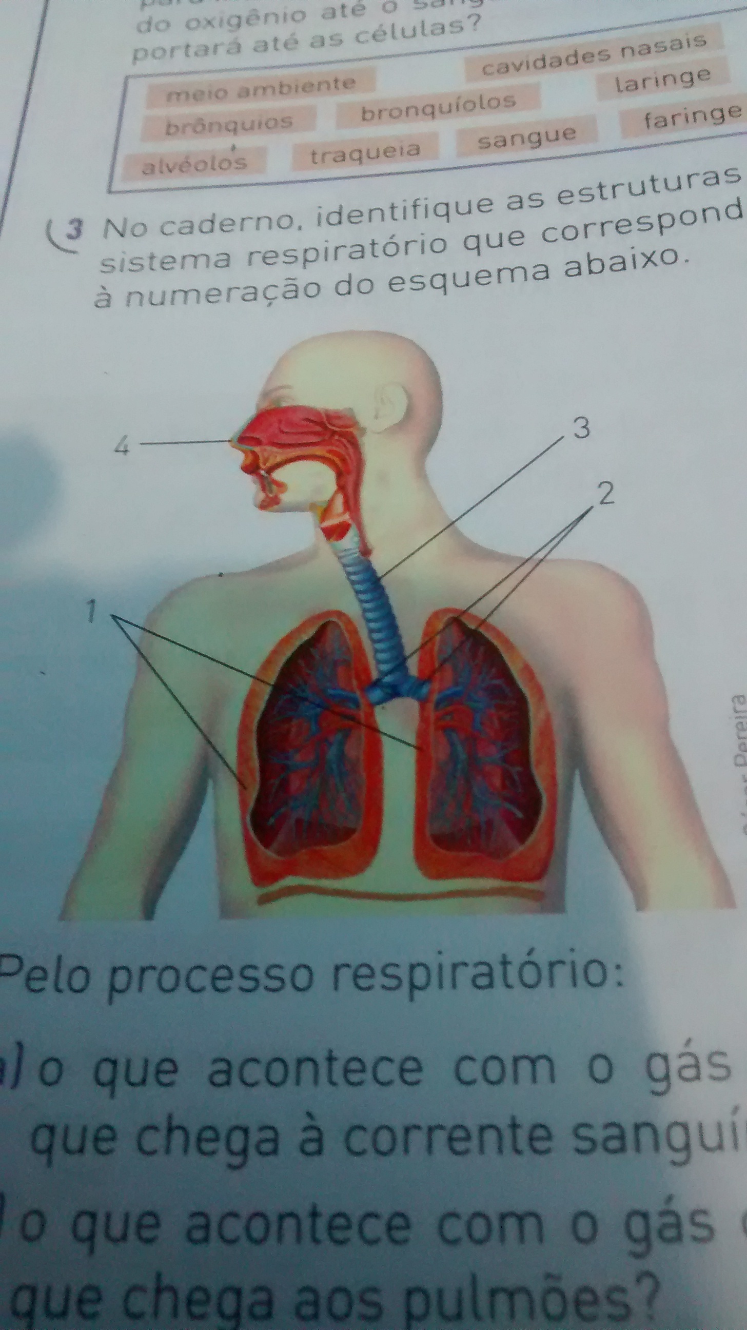 Estrutura Que Compoe O Sistema Respiratorio Várias Estruturas