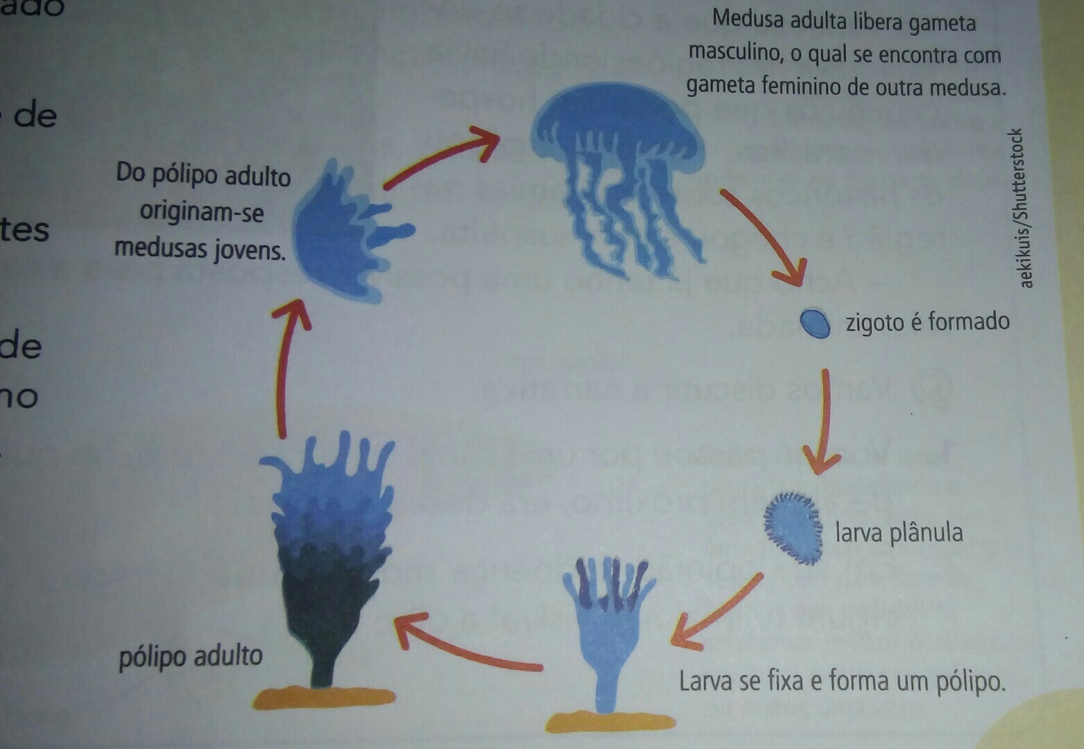 a) o ciclo reprodutivo acima é de que grupo de animais?b