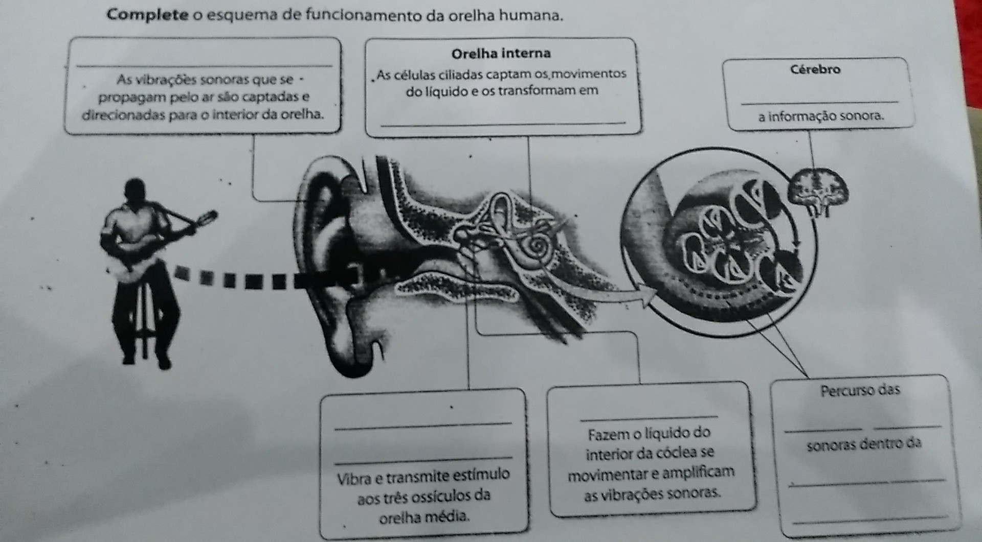 ajudem pfv, sobre o funcionamento da orelha humana