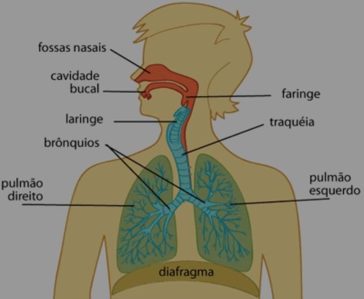 parte do corpo humano numerado