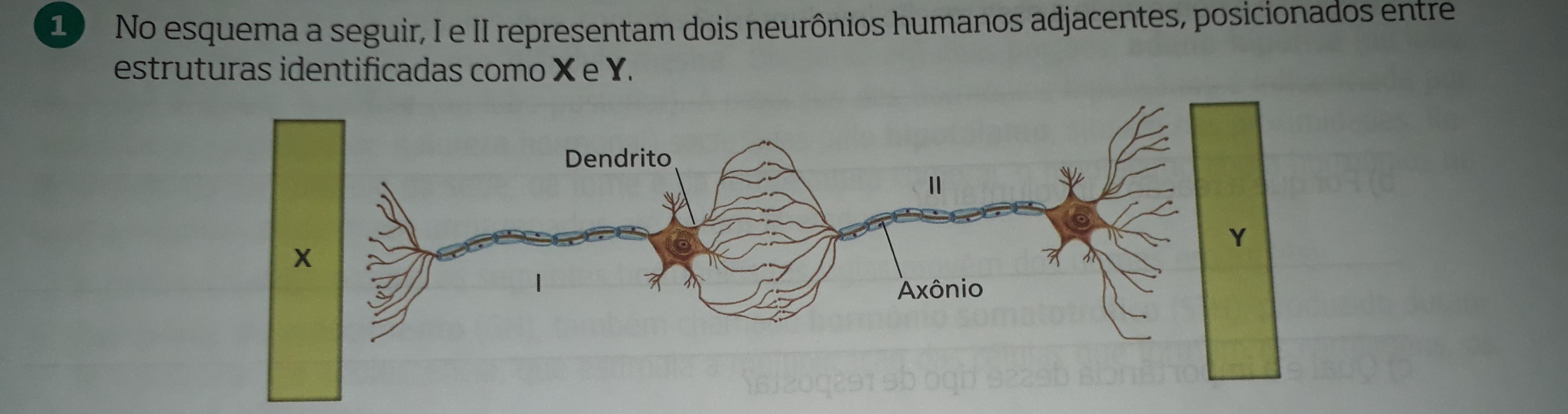 1) No esquema a seguir, I e II representam dois neurônios
