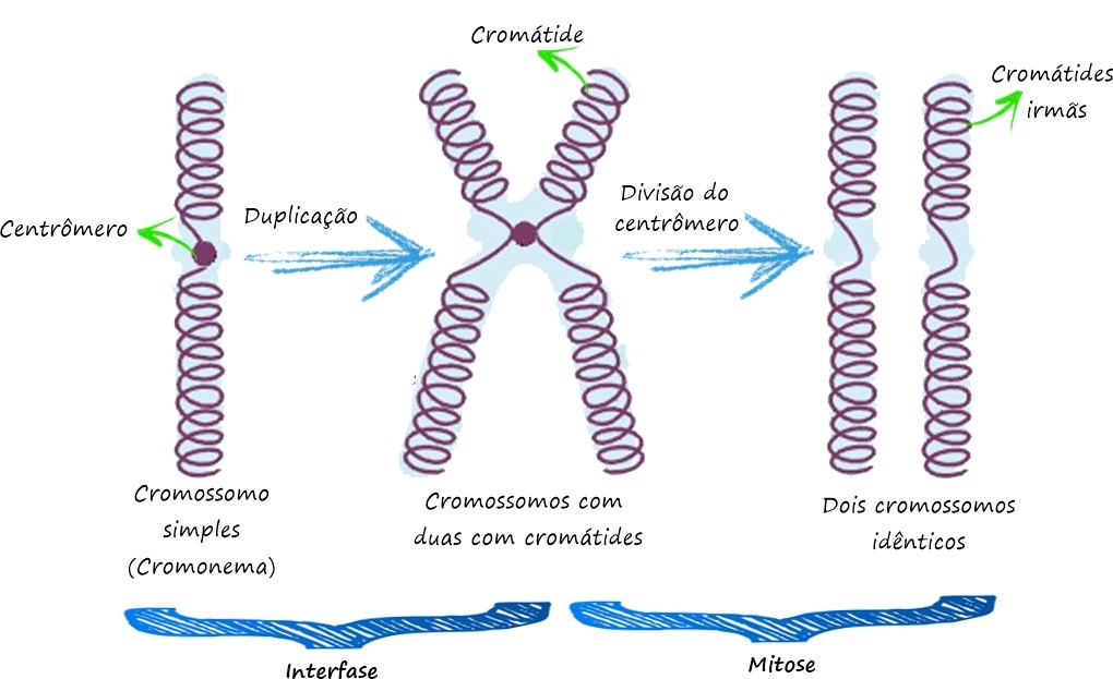 diferencie as três estruturas (cromátide e cromossomo e cromatina