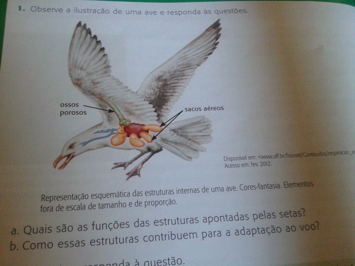 quais são as funções das estruturas dos ossos povosos é dos sacos