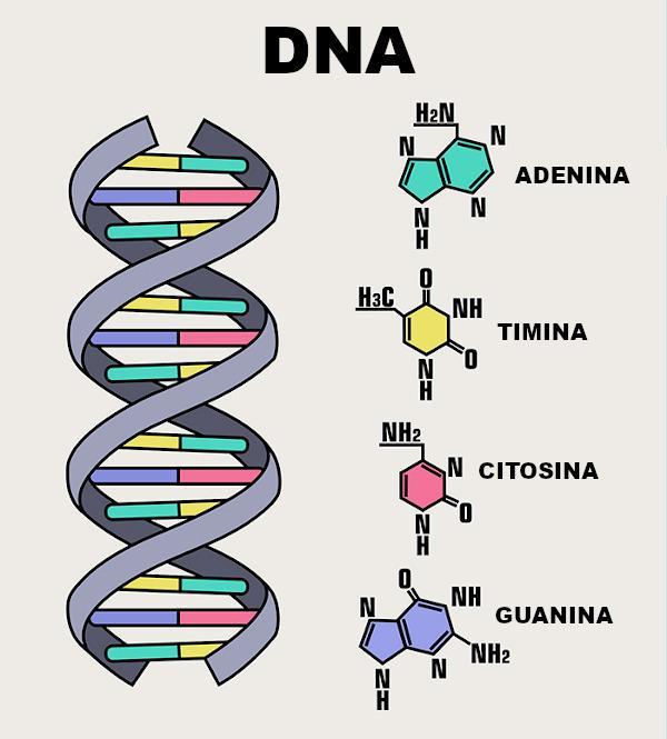 Como é estabelecida a relação estrutura e função do DNA?