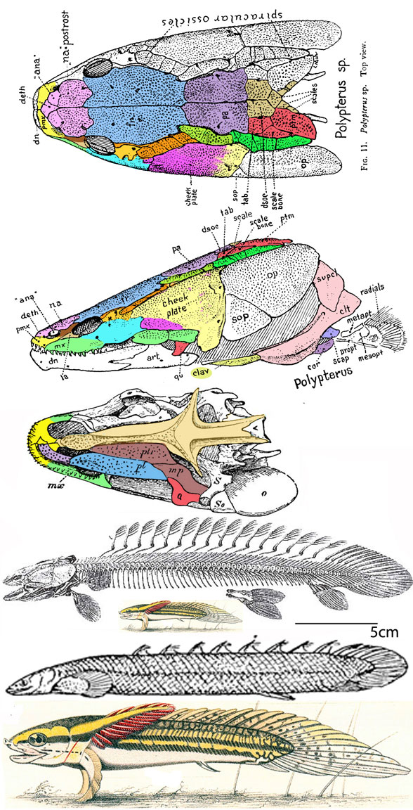 External gills first appearance, radiation, disappearance Science and Technology Before It