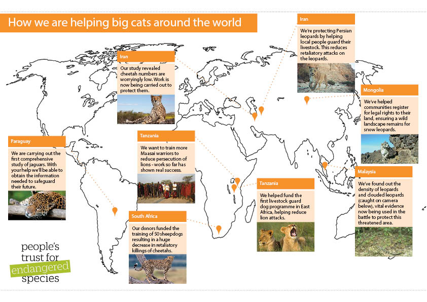 Dog Vs Cat Map Of The United States – Brilliant Maps