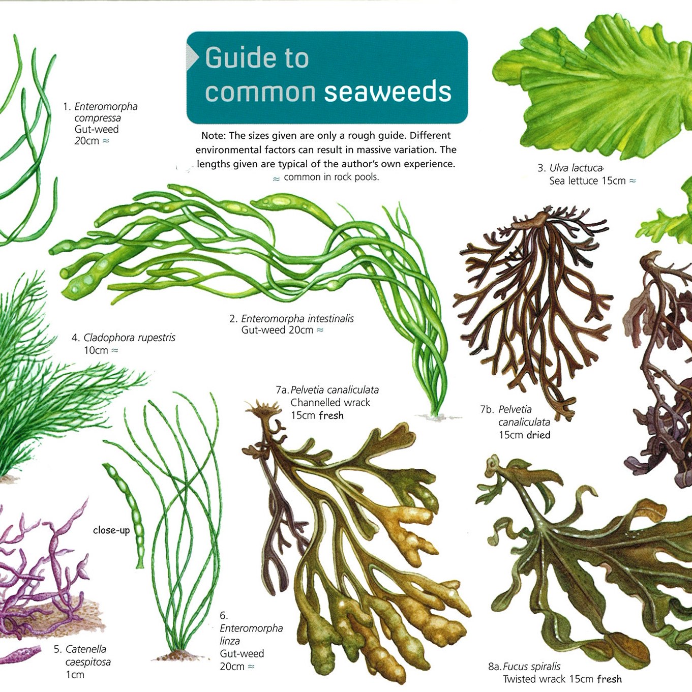 Common Seaweeds People's Trust for Endangered Species