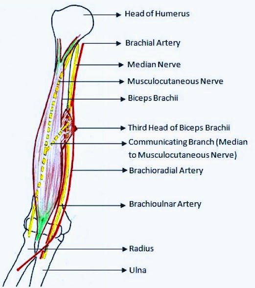 Brachial artery PT Master Guide