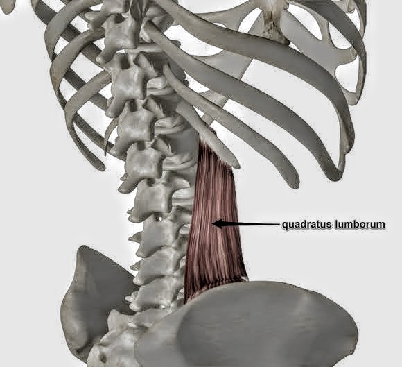 Quadratus lumborum muscle PT Master Guide PT Master Guide