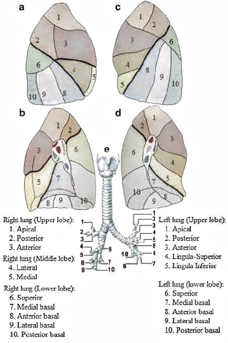 Bronchopulmonary segments - PT Master Guide