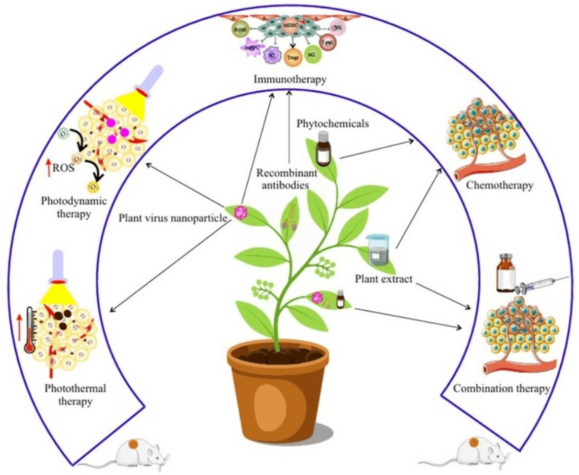 PlantDerived AntiCancer Therapeutics and Biopharmaceuticals