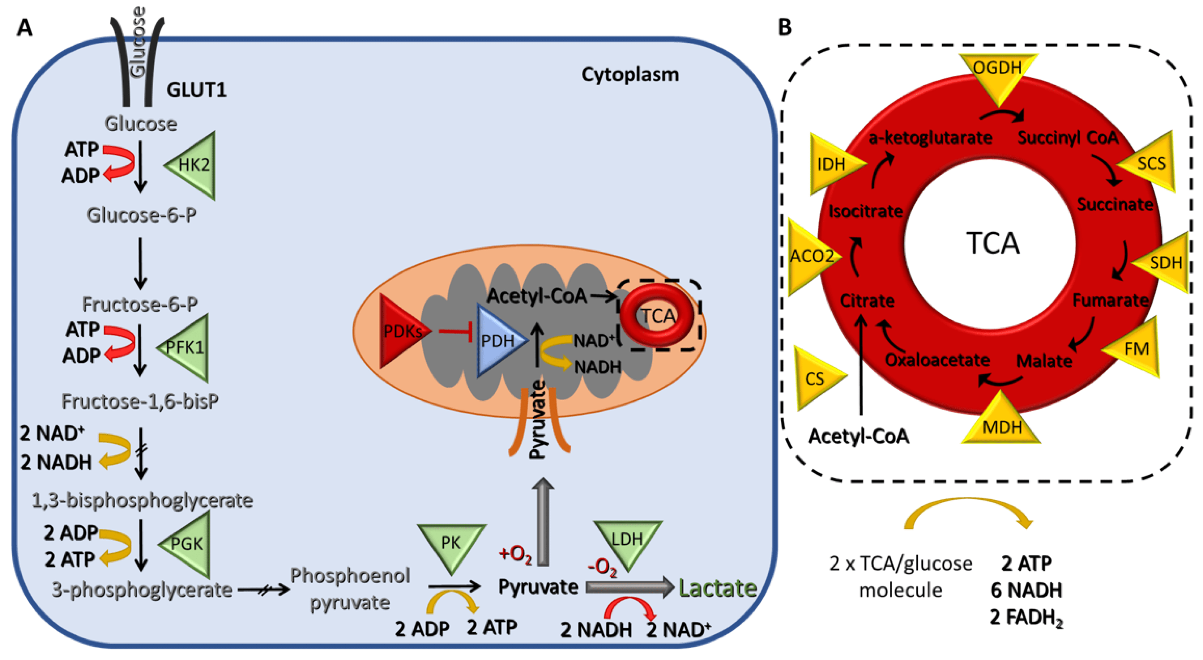 Cancers Free FullText Regulation of Metabolic Plasticity in Cancer