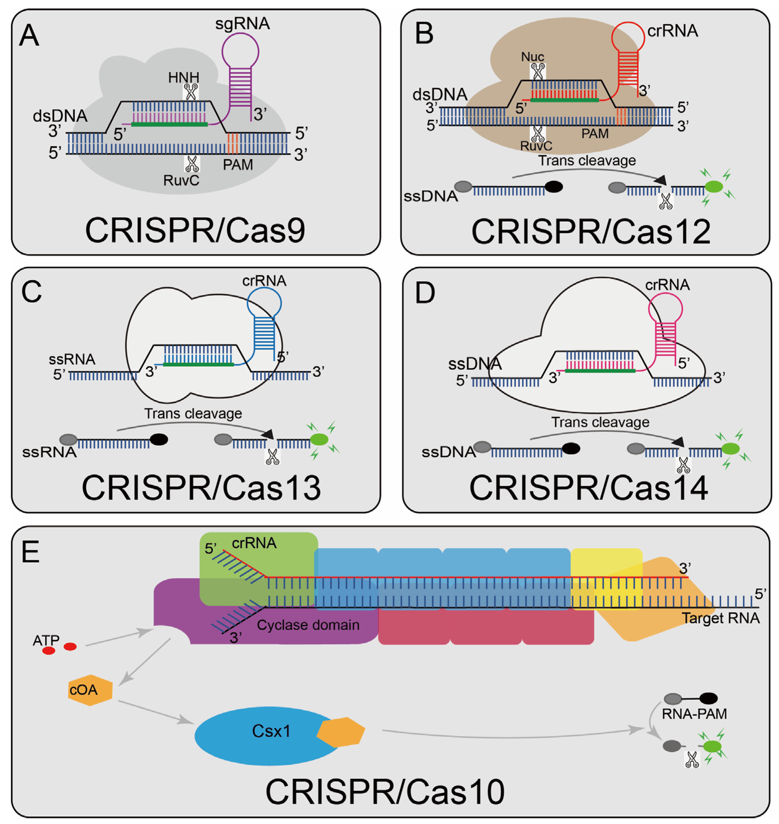 Application of CRISPR/Cas Systems in the Nucleic Acid Detection of