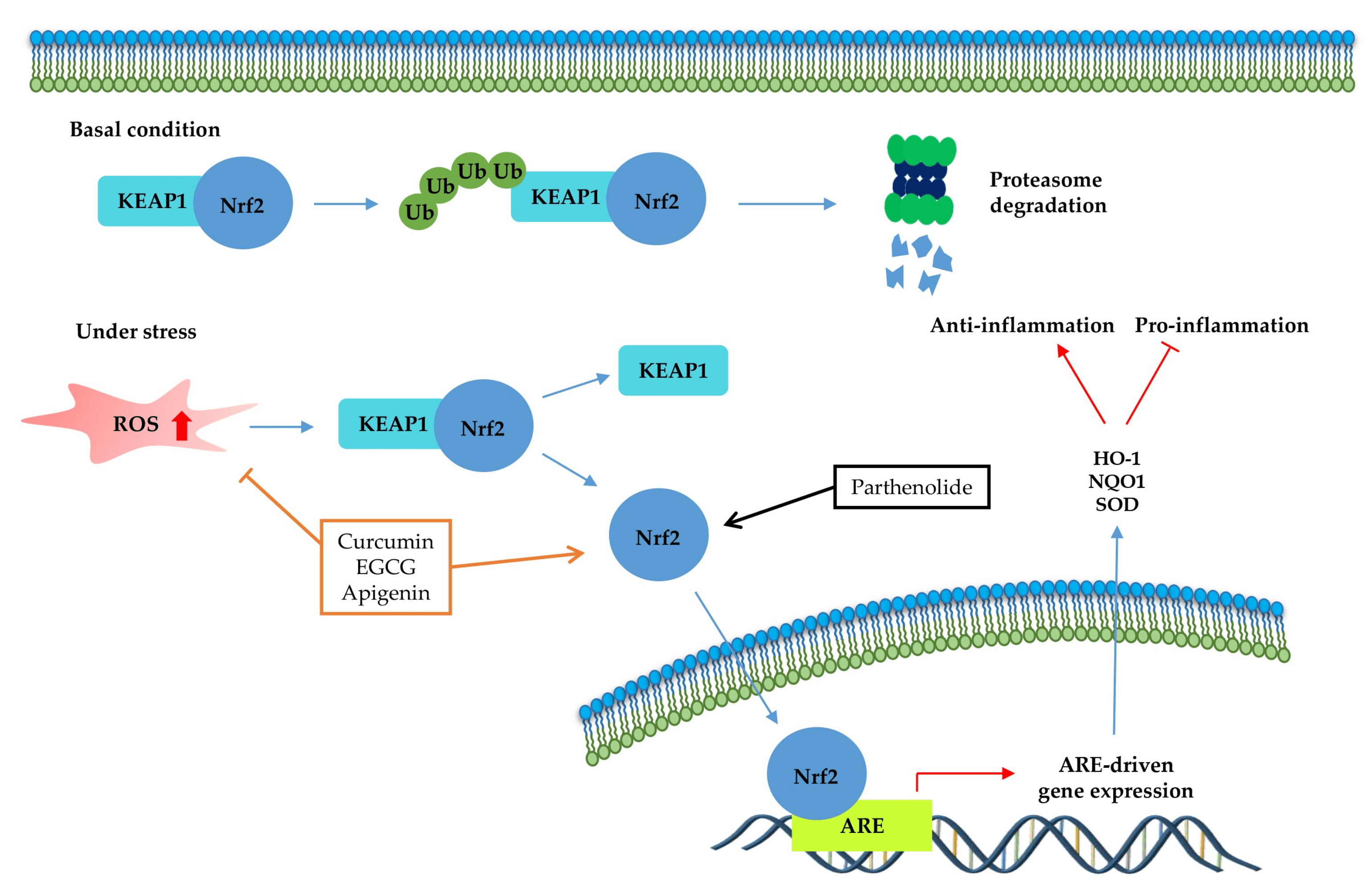 Molecules Free FullText Phytochemicals as AntiInflammatory Agents