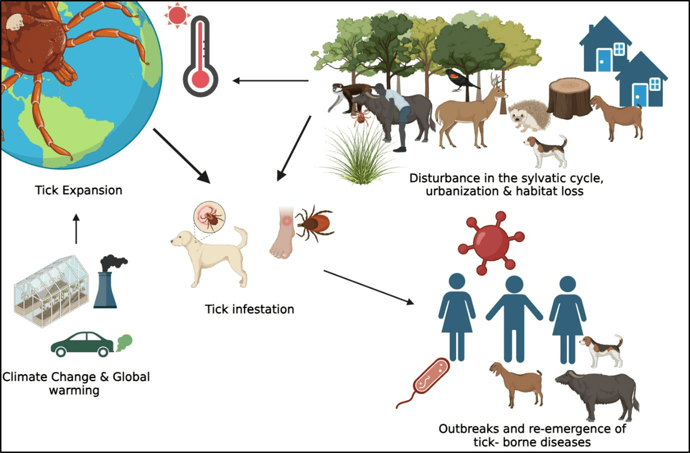 Hard Ticks as Vectors The Emerging Threat of TickBorne Diseases in India