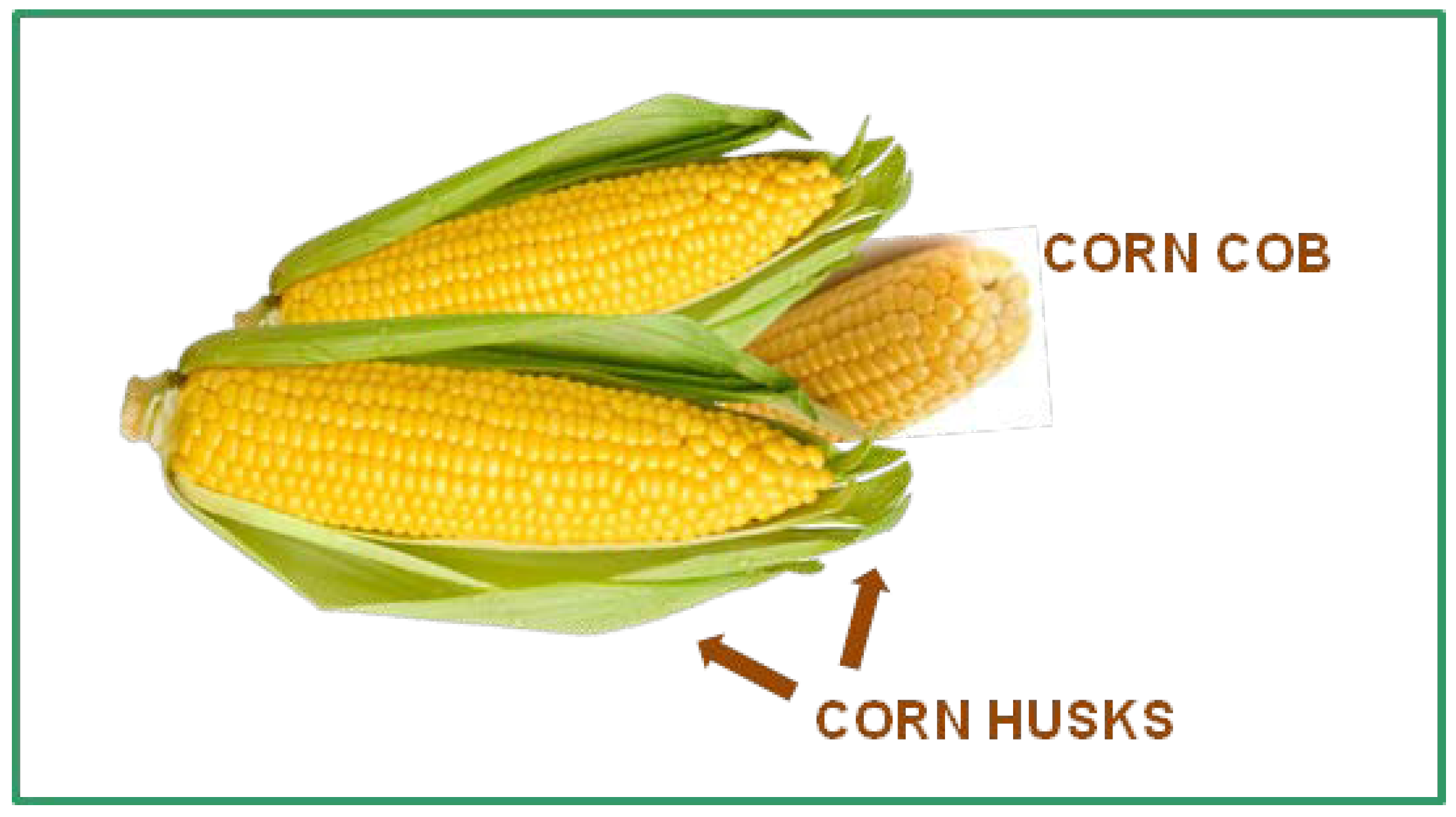 Processes Free FullText Optimization of EnzymeAssisted Extraction