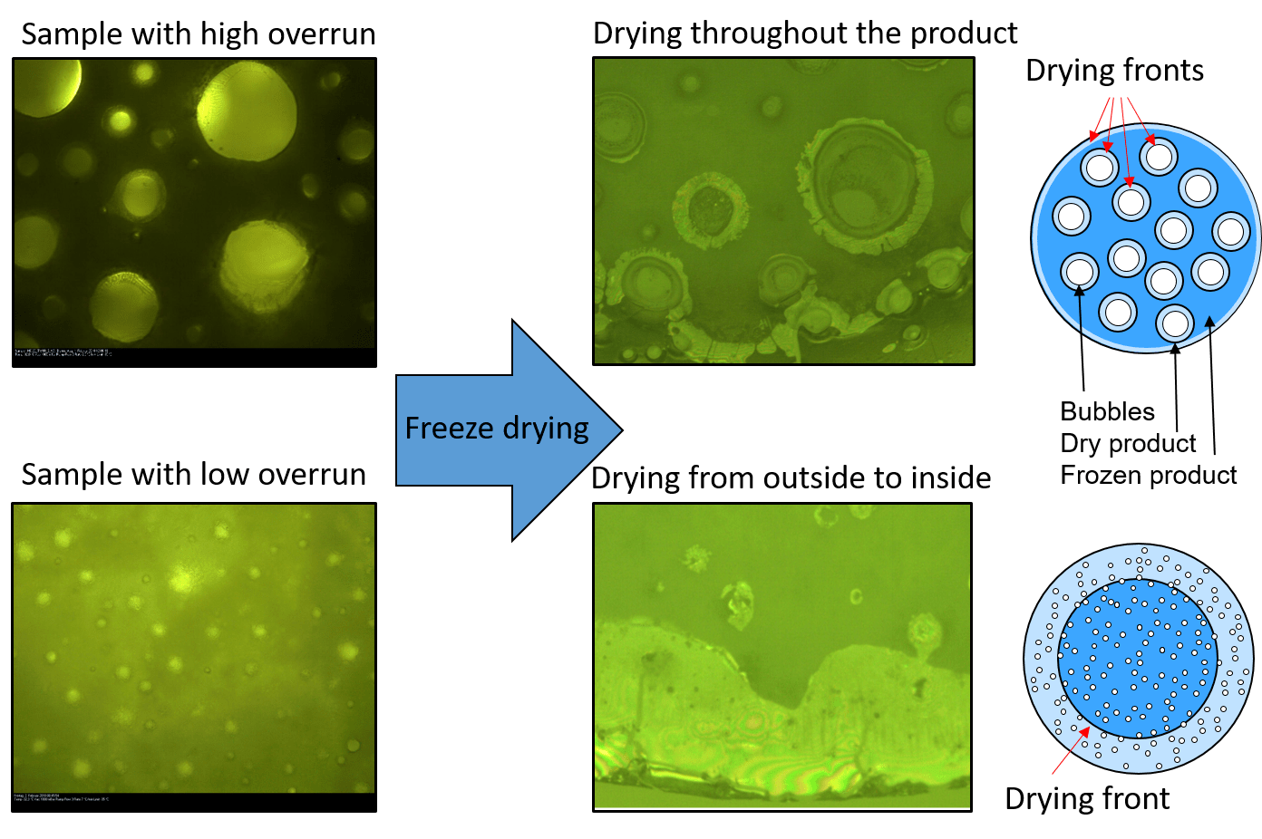 Processes Free FullText Water Vapor Pathways during FreezeDrying