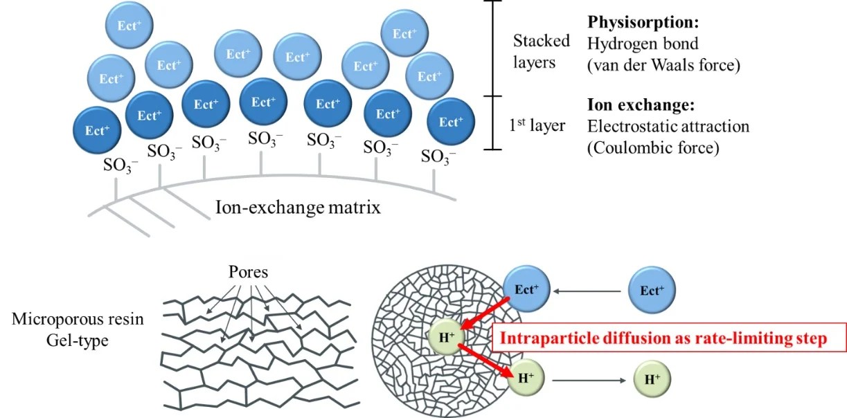 Processes Free FullText Adsorption and Desorption Behavior of