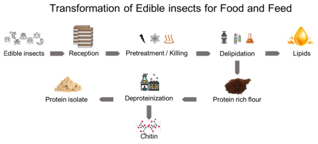 Processes Free FullText Edible Insects’ Transformation for Feed
