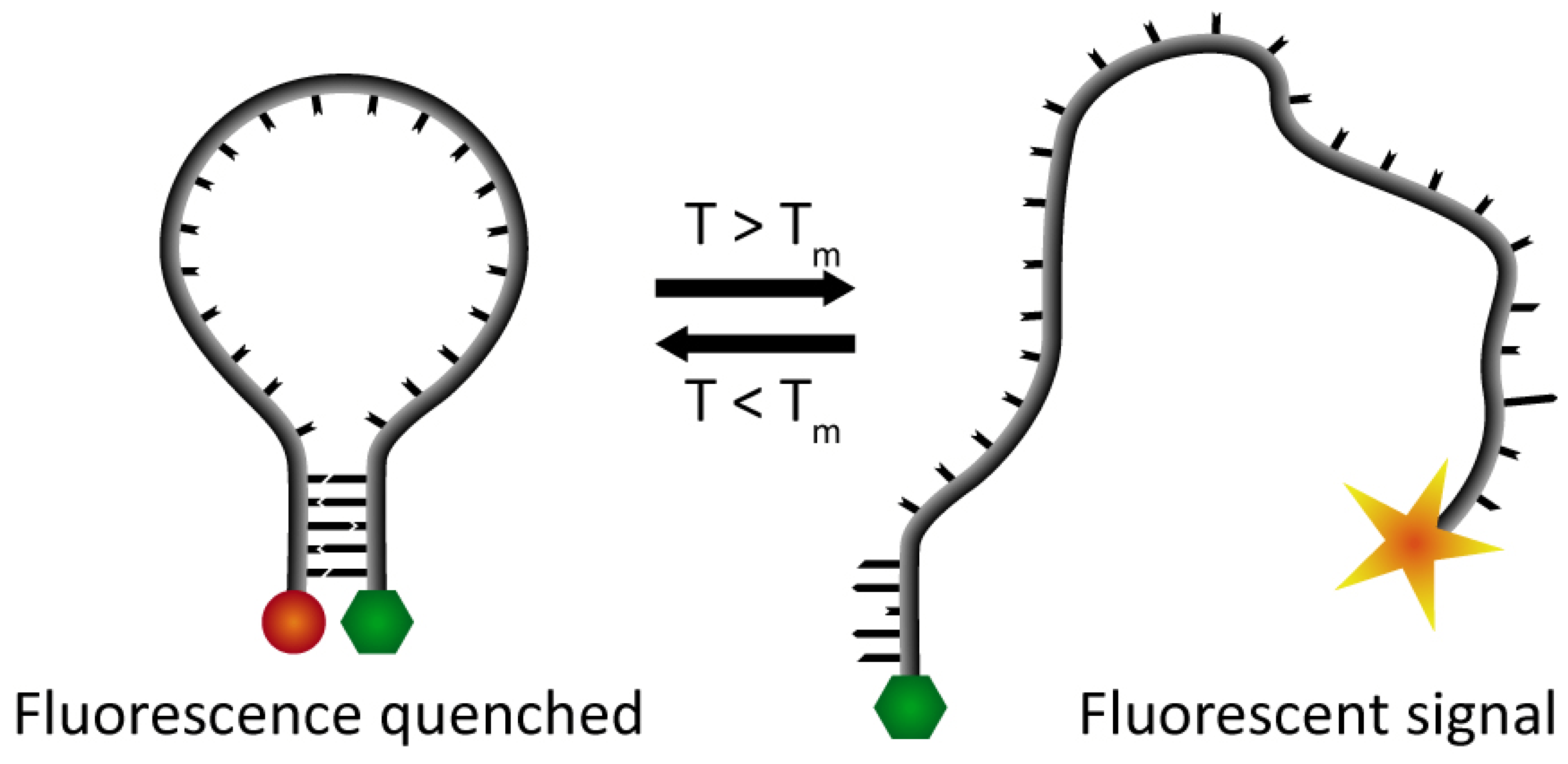 DNA Hairpins as Temperature Switches, Thermometers and Ionic Detectors