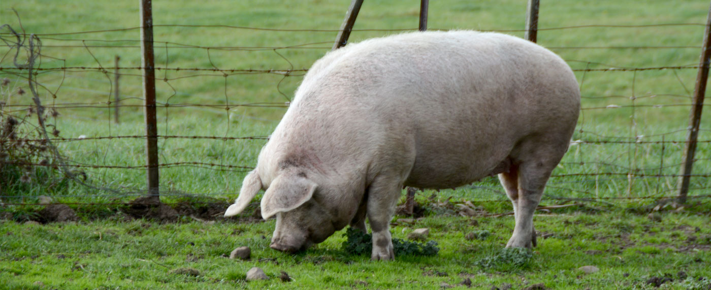 Beer Drinking Pig The Pub in the Paddock