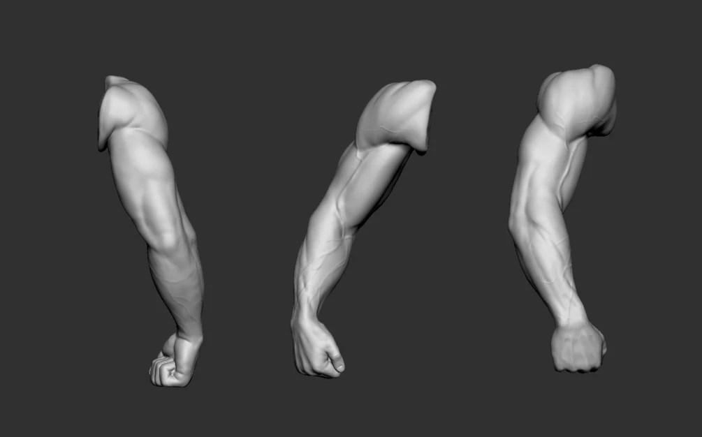 Male right arm anatomy study