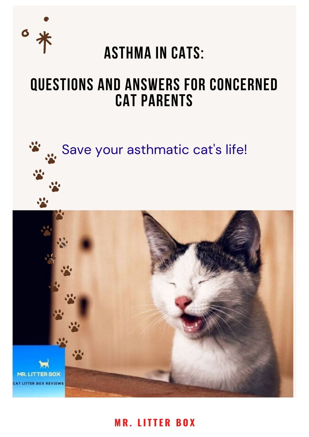 Asthma in Cats 60+ Questions and Answers for Concerned Cat Parents