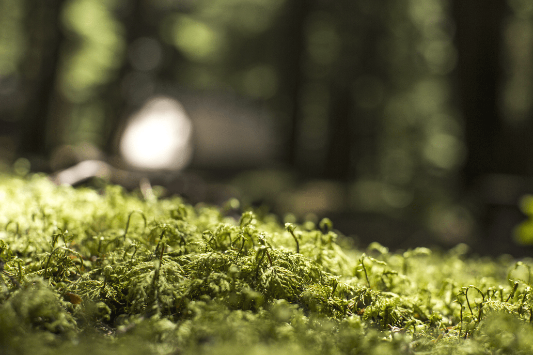 Election Results at REI Bellingham and Maple Grove Stores REI Coop