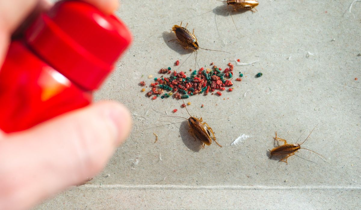 How to Safely and Effectively Get Rid of Cockroaches From Your Home