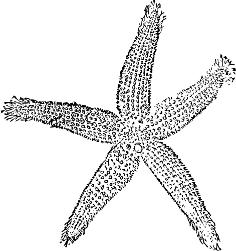 Vektor Grafis Dari Bintang Laut | Domain Publik Vektor 500_X_471_png
