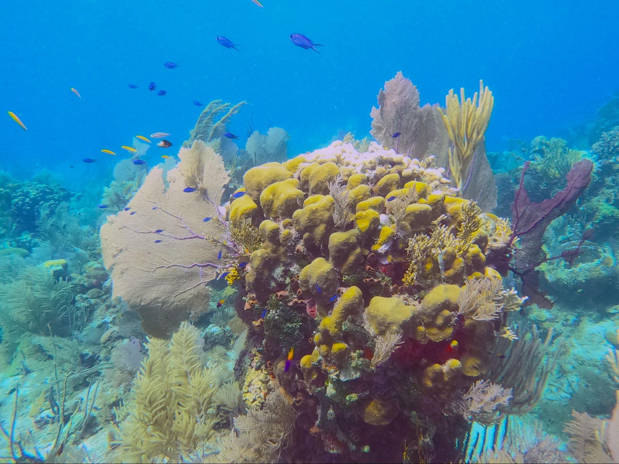 Exploring a thriving reef ecosystem off the coast of Belize
