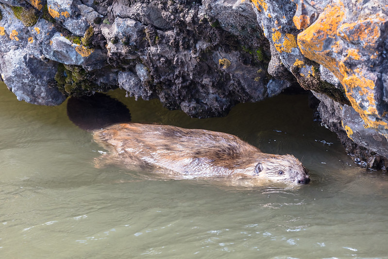 Beavers are “ecosystem engineers” and fight climate change, too.