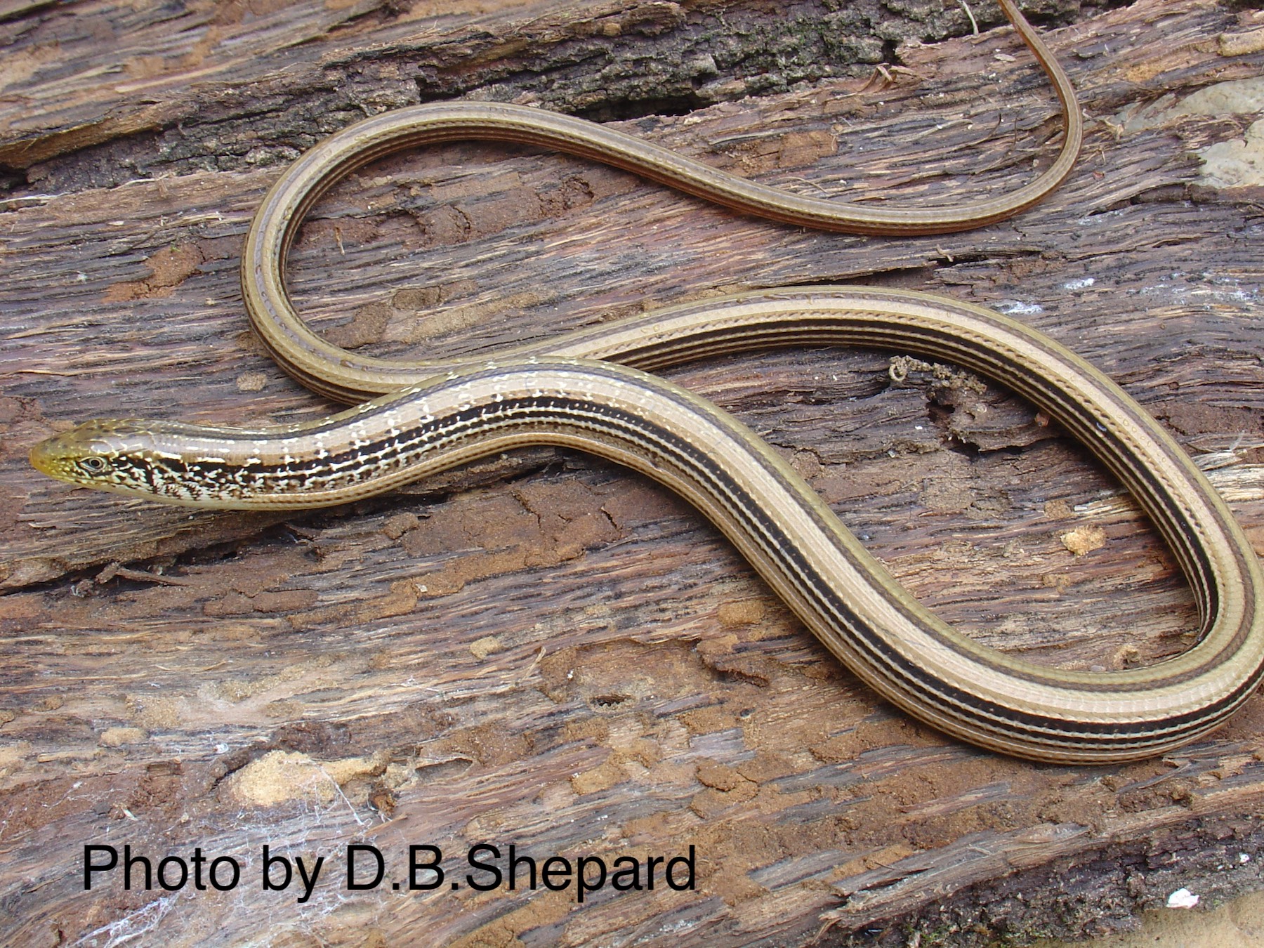 Illinois Lizards INHS Environmental Education