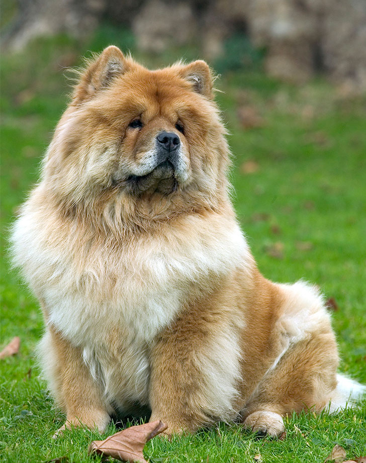 Which Dog Breed Is Most Like A Cat