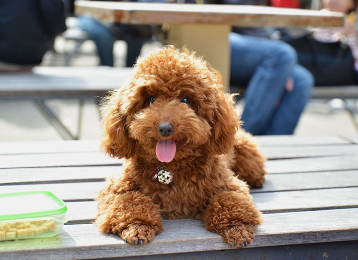 What Breed Is Goofy The Dog