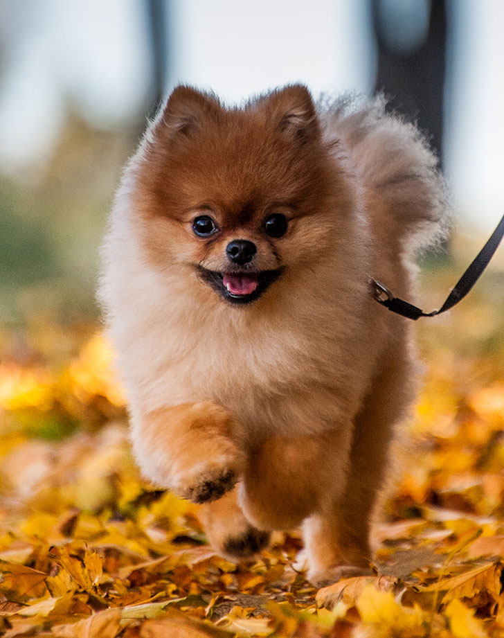 20 Toy Dog Breeds That Prove Big Things Come in Small Packages PureWow