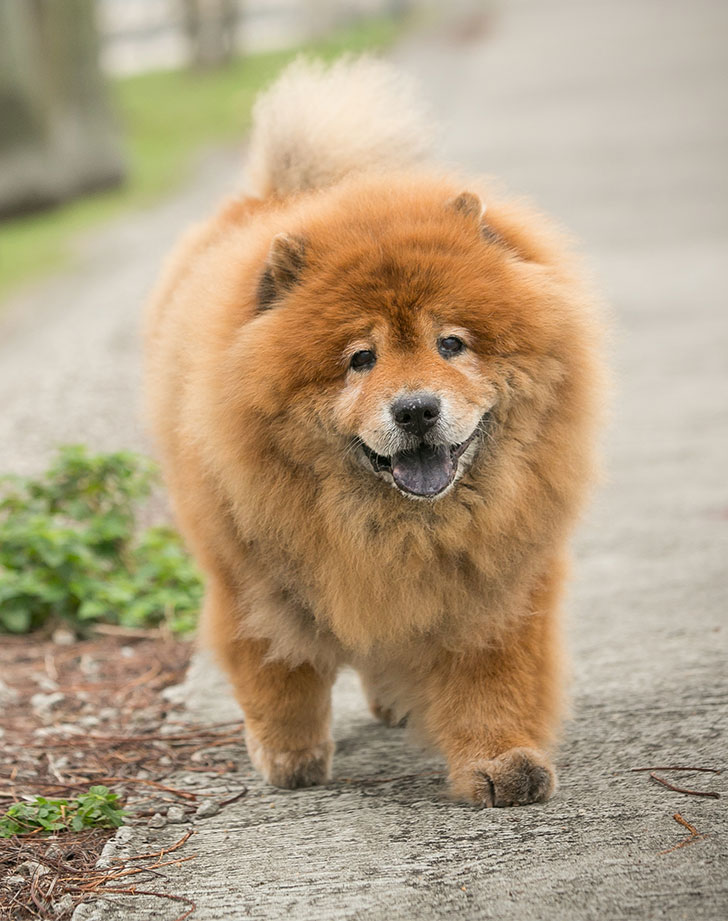 The 20 Most Expensive Dog Breeds PureWow