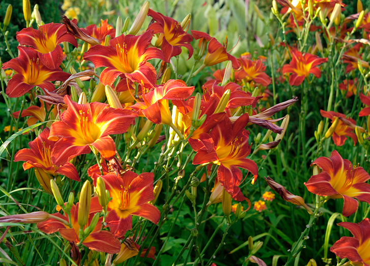 29 Perennial Plants That Come Back Every Year PureWow