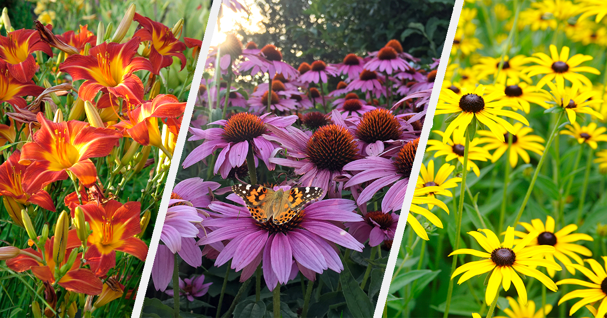 31 Perennial Plants That Come Back Every Year PureWow