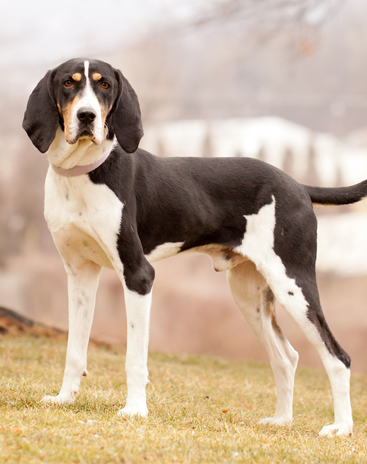 What Are The Different Breeds Of Hound Dogs