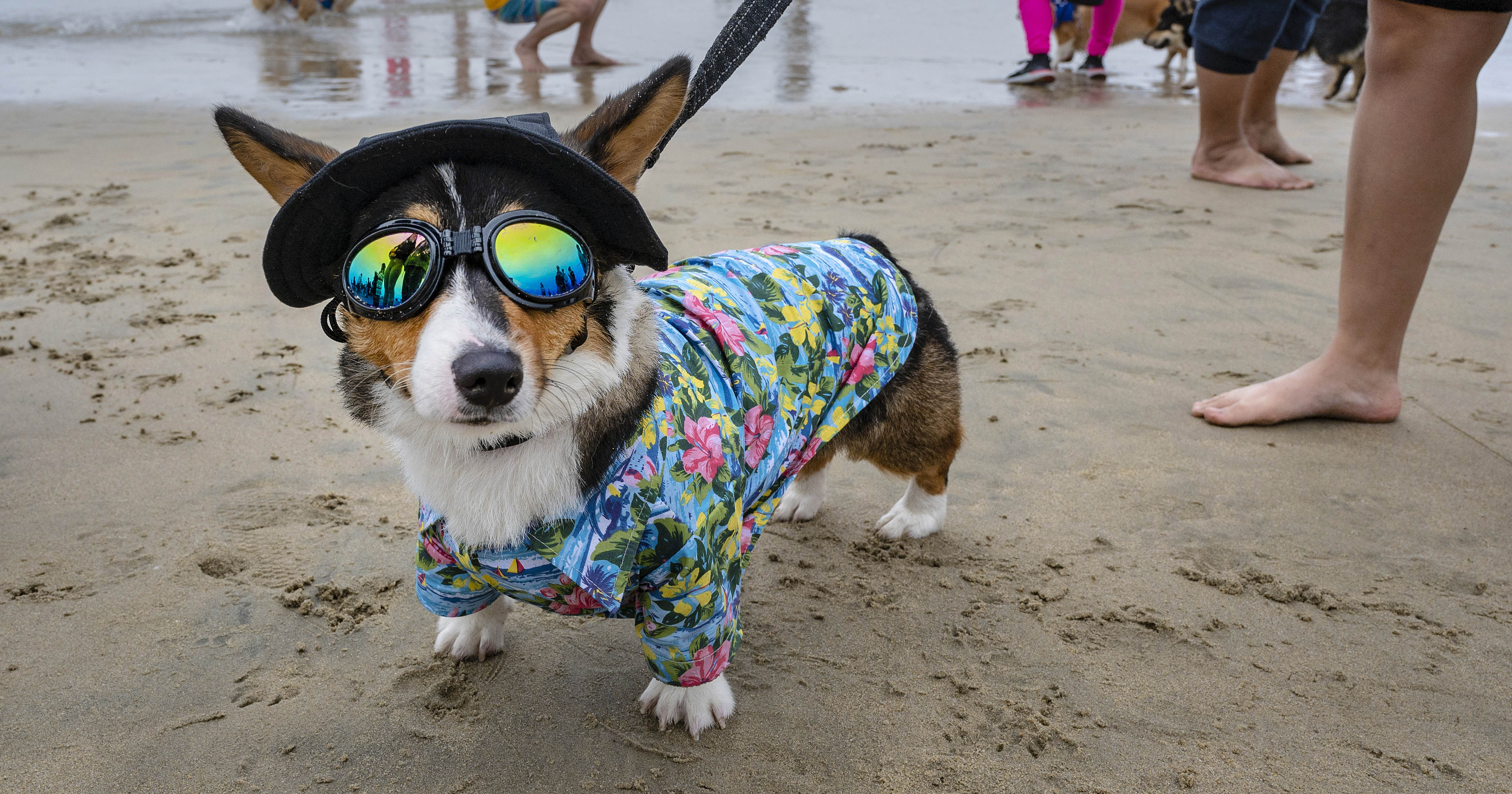 10 Ways to Cool Down a Dog PureWow