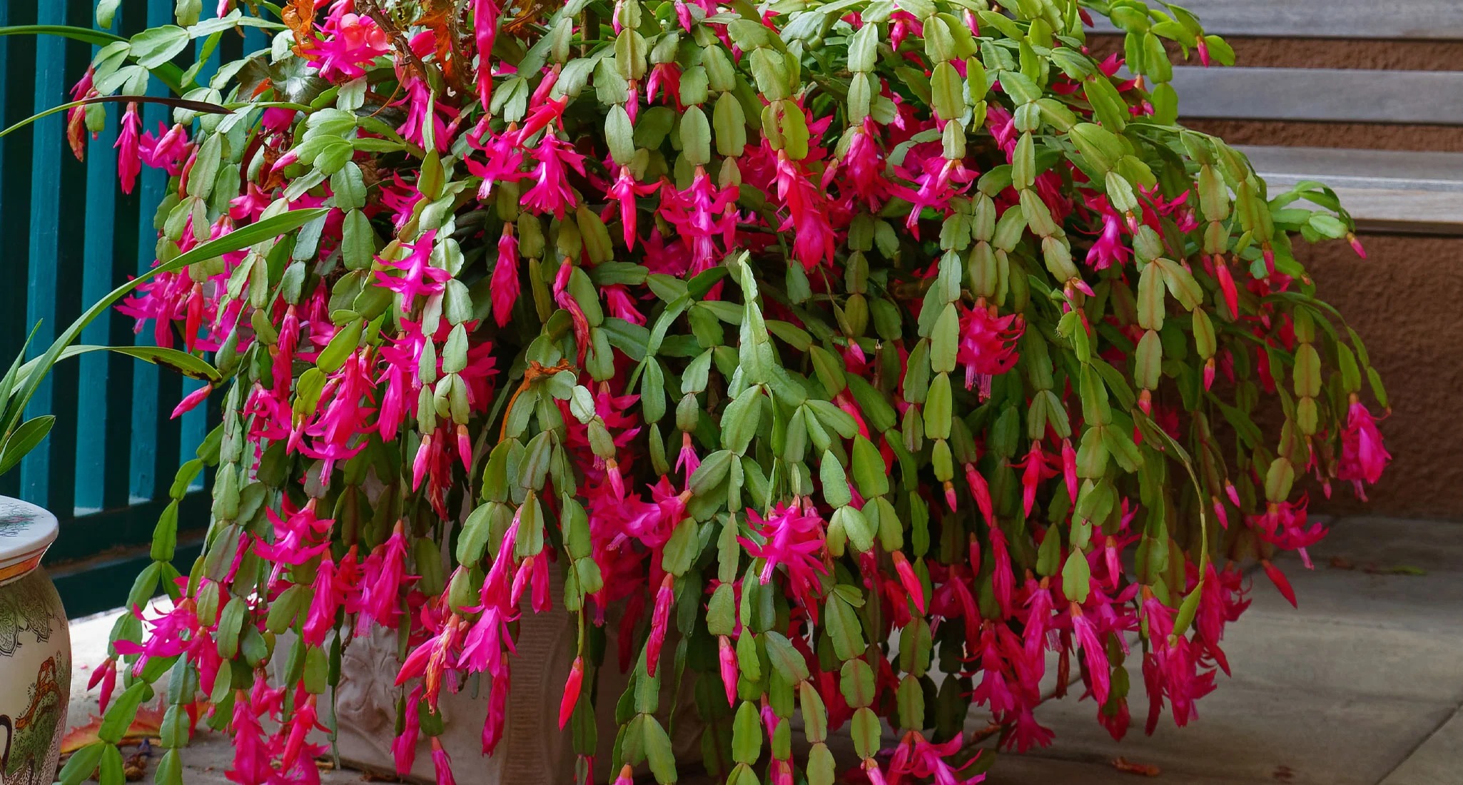 How to Get a Christmas Cactus to Bloom PureWow