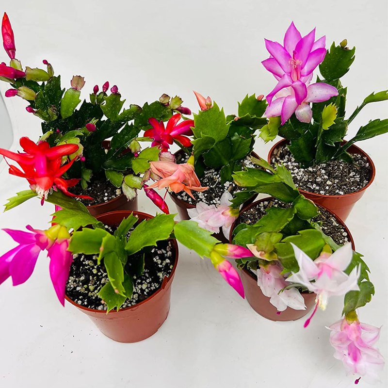How to Get a Christmas Cactus to Bloom PureWow