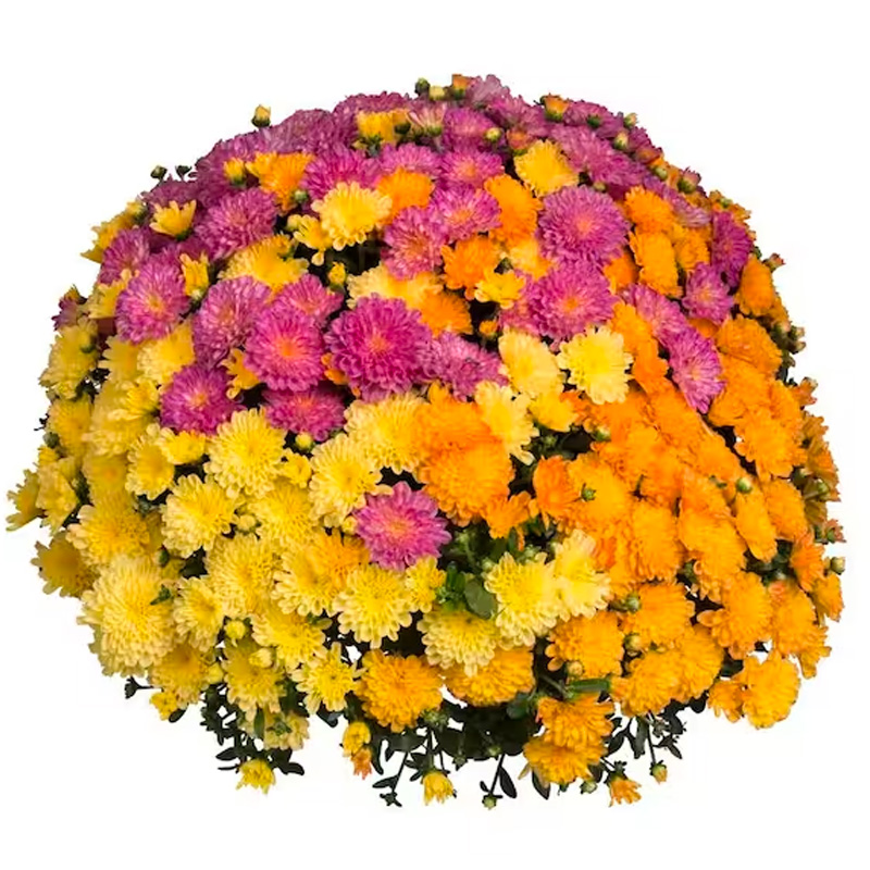 Do Mums Come Back Every Year? PureWow