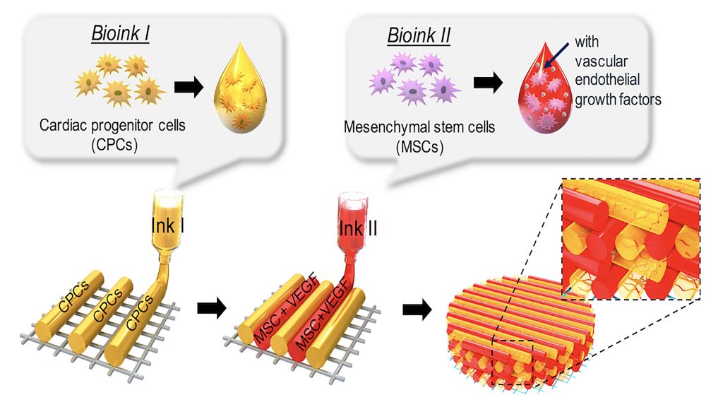 Bioprinted 3D Cardiac Patches Could Reverse Scar Formation, Promote