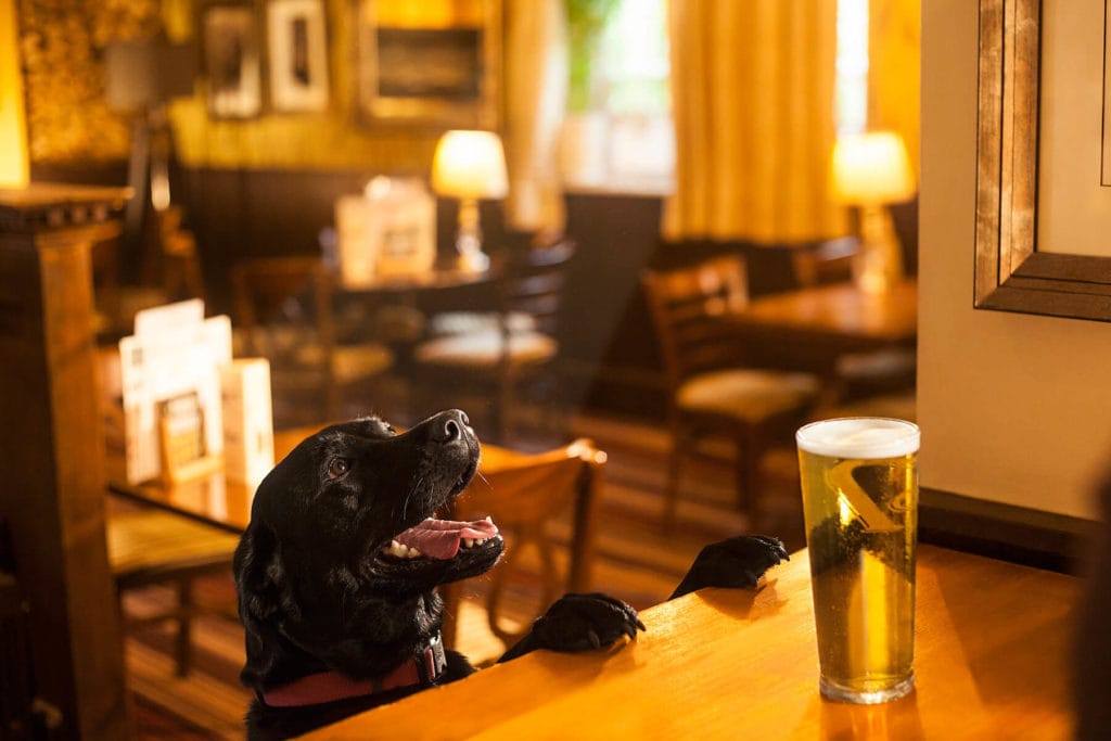 Get in touch Rover Dogfriendly Pub Awards