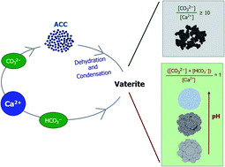 Phase and morphology of calcium carbonate precipitated by rapid mixing