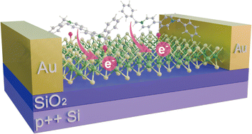 Unraveling energetics and states of adsorbing oxygen species with MoS2 for modulated work operate