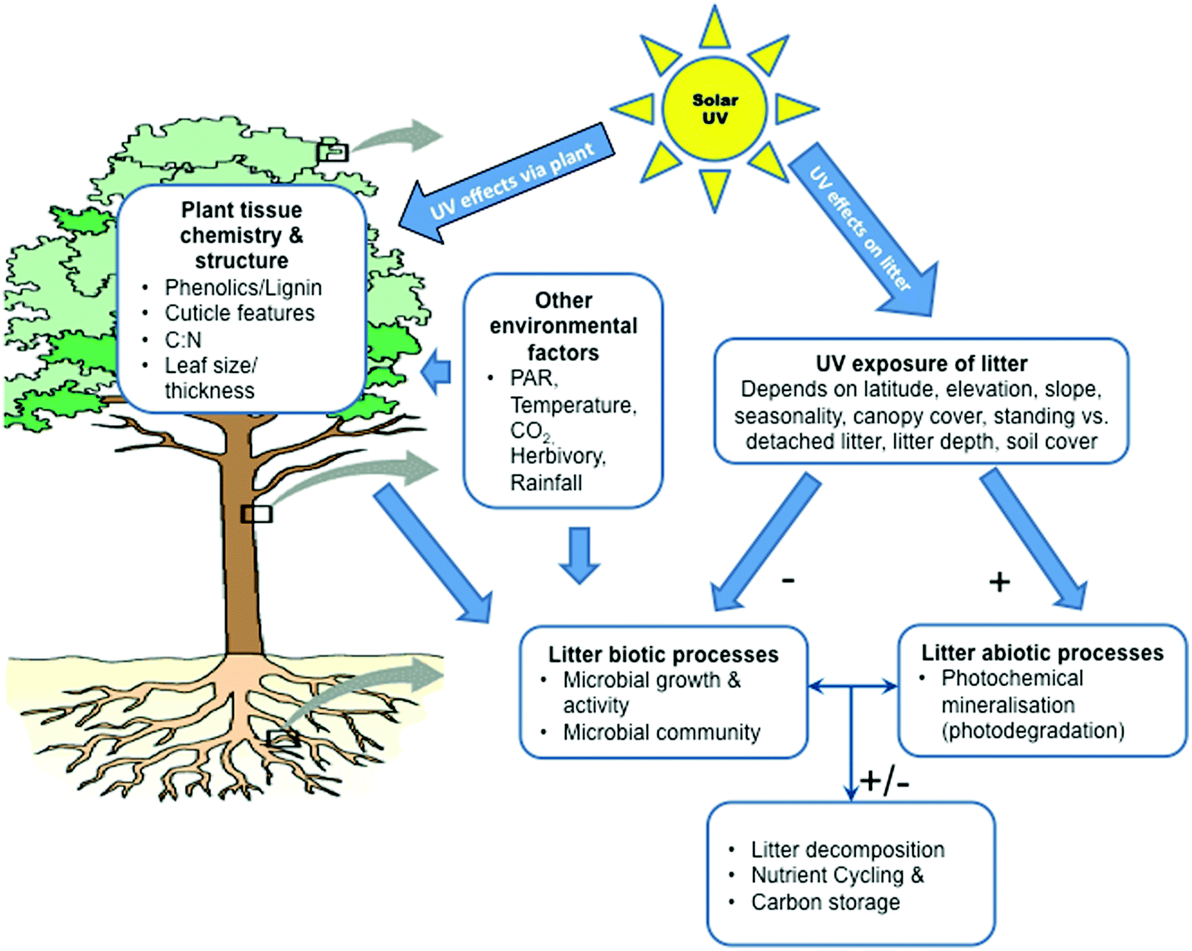 Solar ultraviolet radiation and ozone depletiondriven climate change